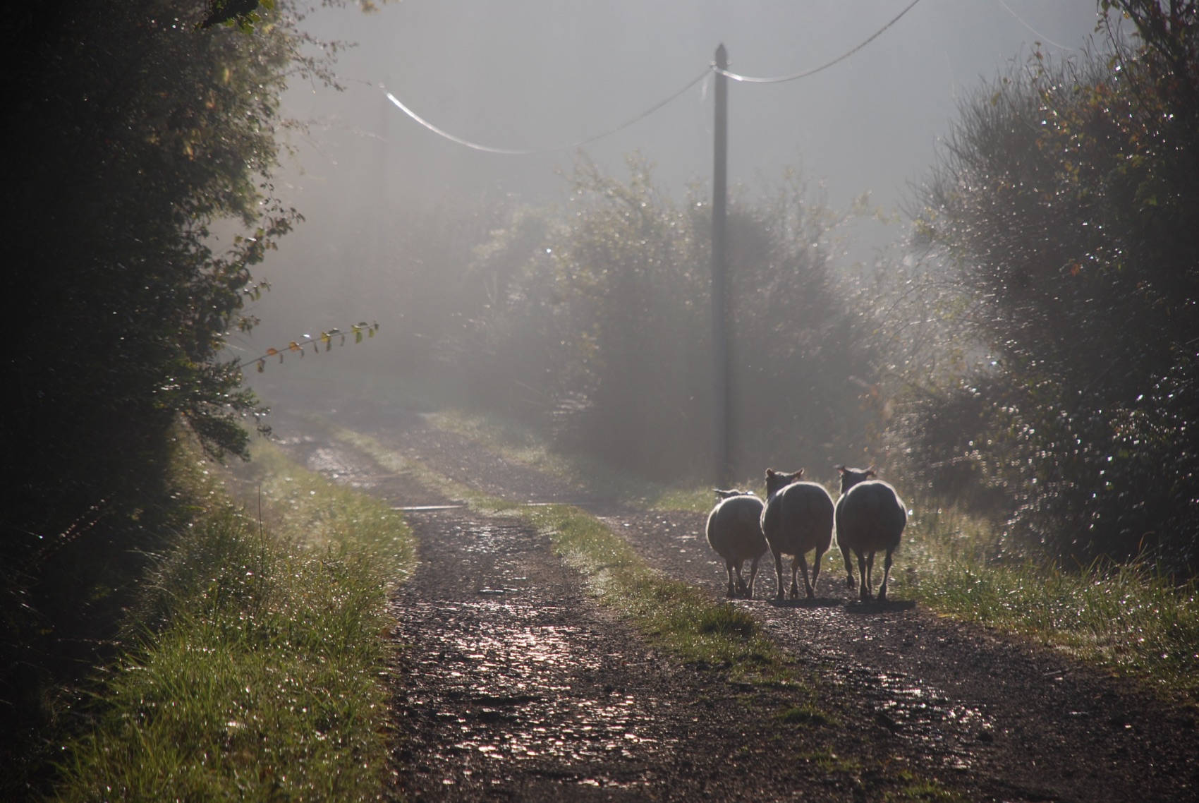 The flock of ewes at dawn