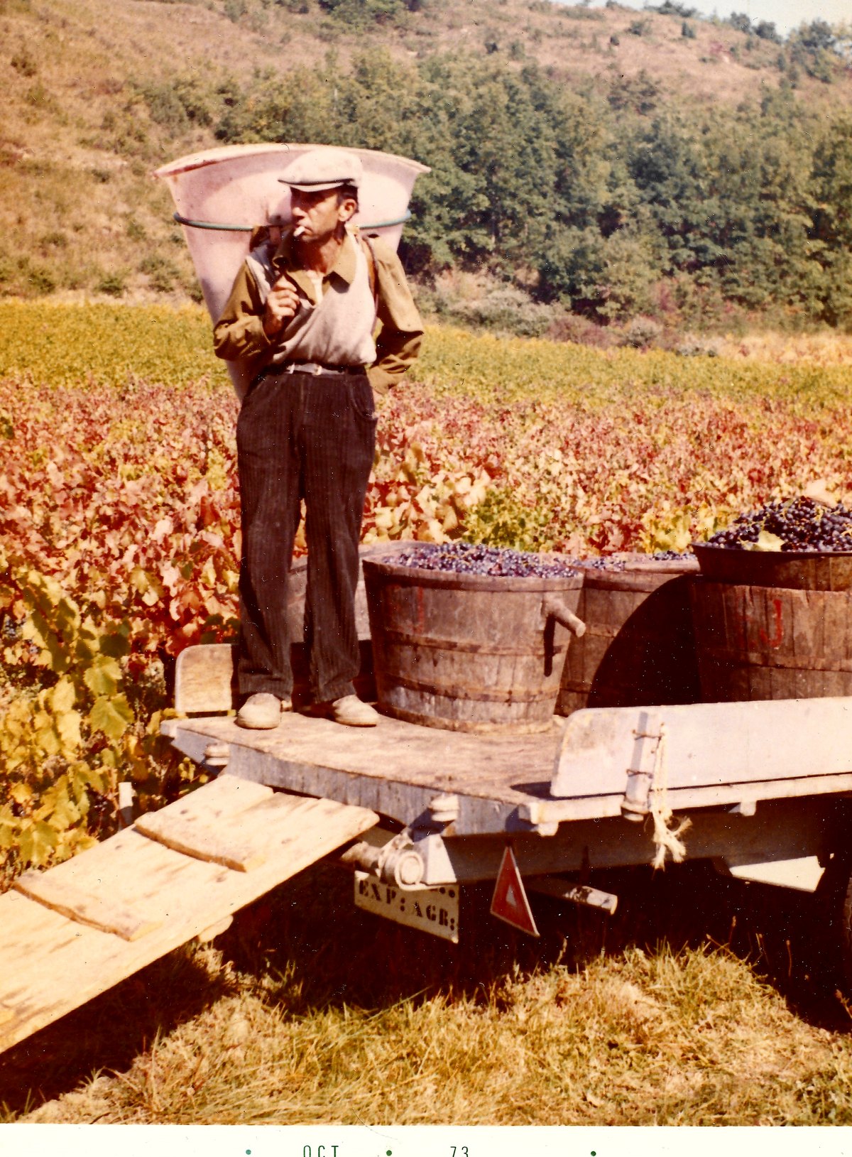 Les vendanges près du domaine, en octobre 1973